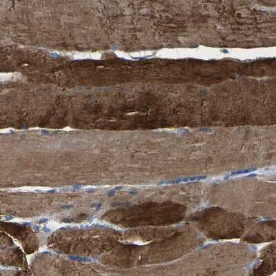 Immunohistochemistry-Paraffin: SLC25A25 Antibody [NBP1-82886]