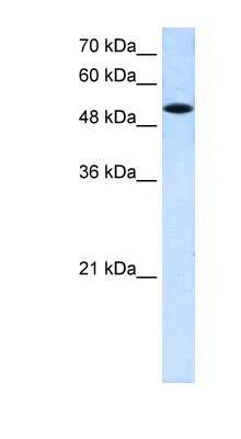 Western Blot: SLC25A25 Antibody [NBP1-59870]