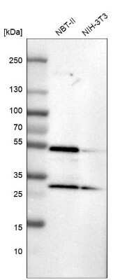 Western Blot: SLC25A25 Antibody [NBP1-82886]