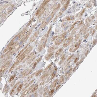 Immunohistochemistry-Paraffin: SLC25A26 Antibody [NBP1-90881]