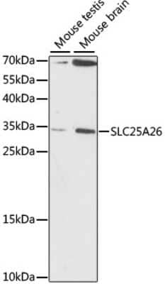 Western Blot: SLC25A26 AntibodyAzide and BSA Free [NBP2-93236]