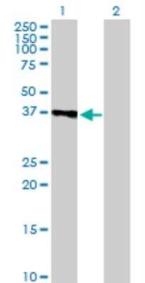 Western Blot: SLC25A3 Antibody [H00005250-B01P]