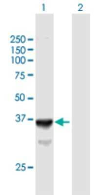 Western Blot: SLC25A3 Antibody [H00005250-B01P]