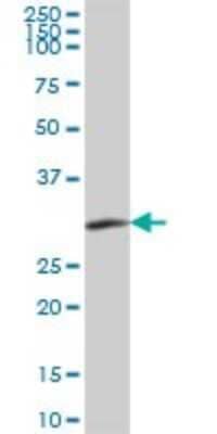 Western Blot: SLC25A3 Antibody [H00005250-B02P]