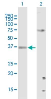 Western Blot: SLC25A3 Antibody [H00005250-B02P]