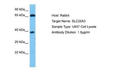 Western Blot: SLC25A3 Antibody [NBP2-86812]