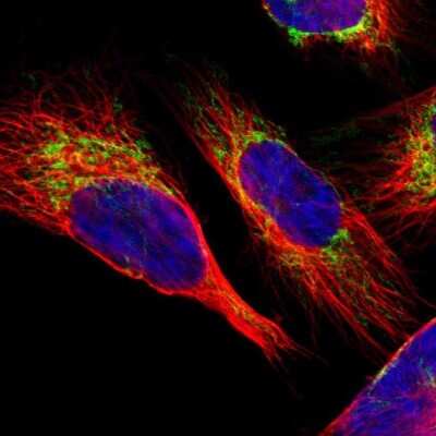 Immunocytochemistry/ Immunofluorescence: SLC25A31 Antibody [NBP1-89073]