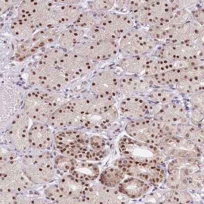 Immunohistochemistry-Paraffin: SLC25A32 Antibody [NBP2-13322]