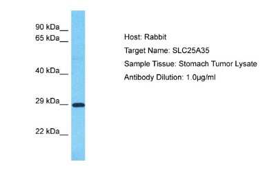 Western Blot: SLC25A35 Antibody [NBP2-85742]