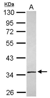 Western Blot: SLC25A36 Antibody [NBP2-20391]