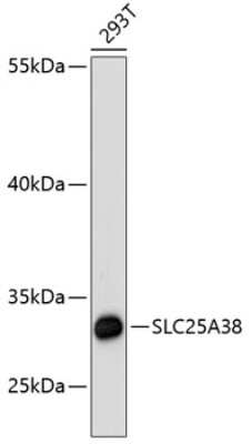 Western Blot: SLC25A38 AntibodyAzide and BSA Free [NBP2-93818]