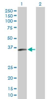 Western Blot: SLC25A40 Antibody [H00055972-B01P]