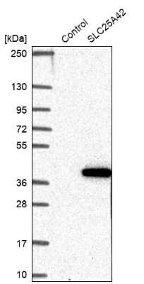 Western Blot: SLC25A42 Antibody [NBP2-13325]