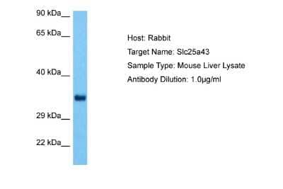 Western Blot: SLC25A43 Antibody [NBP2-83545]