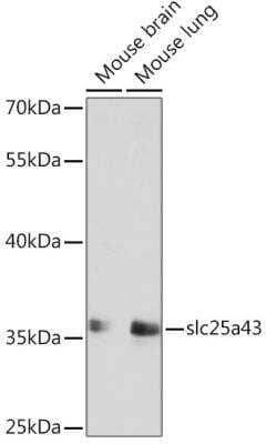 Western Blot: SLC25A43 AntibodyAzide and BSA Free [NBP2-94209]