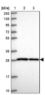 Western Blot: SLC25A45 Antibody [NBP2-30521]