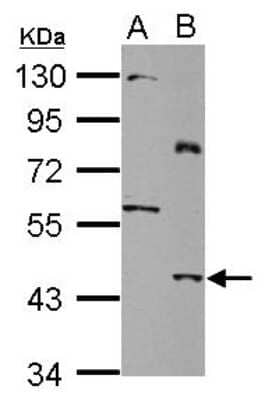 Western Blot: SLC25A46 Antibody [NBP2-20392]