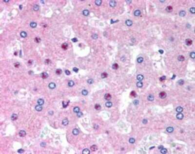 Immunohistochemistry-Paraffin: SLC25A47 Antibody [NB100-57099]