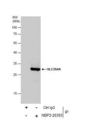 Immunoprecipitation: SLC25A6 Antibody [NBP2-20393]