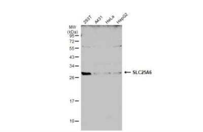 Western Blot: SLC25A6 Antibody [NBP2-20393]