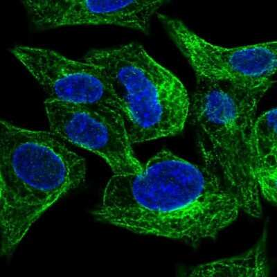 Immunocytochemistry/ Immunofluorescence: SLC26A1 Antibody [NBP1-84897]