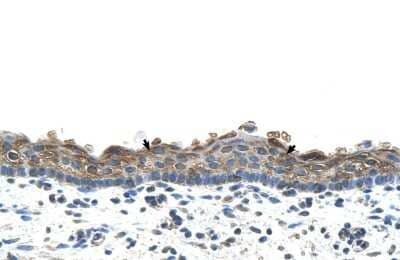Immunohistochemistry-Paraffin: SLC26A1 Antibody [NBP1-59408]