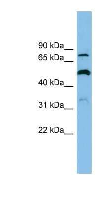 Western Blot: SLC26A1 Antibody [NBP1-59652]