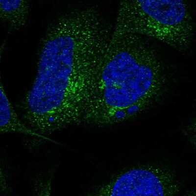 Immunocytochemistry/ Immunofluorescence: SLC26A11 Antibody [NBP1-86346]
