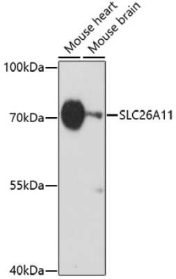 Western Blot: SLC26A11 AntibodyAzide and BSA Free [NBP2-93243]