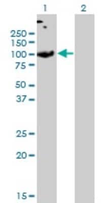 Western Blot: SLC26A2 Antibody (3F6) [H00001836-M04]