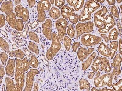 Immunohistochemistry-Paraffin: SLC26A6 Antibody [NBP2-98638]