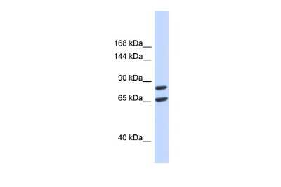 Western Blot: SLC26A8 Antibody [NBP2-85747]