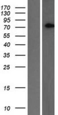 Western Blot: SLC2A13 Overexpression Lysate [NBP2-05842]