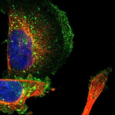 Immunocytochemistry/ Immunofluorescence: SLC30A1 Antibody [NBP1-86825]