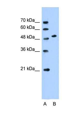 Western Blot: SLC30A1 Antibody [NBP1-62525]