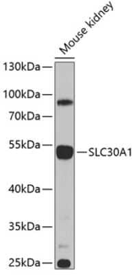 Western Blot: SLC30A1 AntibodyBSA Free [NBP2-94196]