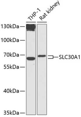 Western Blot: SLC30A1 AntibodyBSA Free [NBP2-95127]