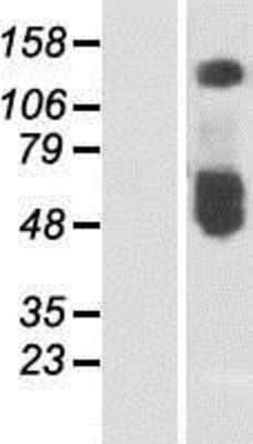 Western Blot: SLC30A1 Overexpression Lysate [NBP2-06549]