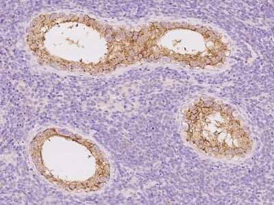 Immunohistochemistry-Paraffin: SLC30A3 Antibody [NBP2-97660]