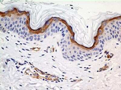 Immunohistochemistry: SLC31A1/CTR1 Antibody (5E6.1B4) - Azide and BSA Free [NBP2-80951]