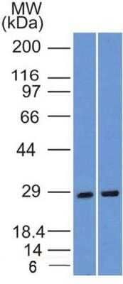 Western Blot: SLC31A1/CTR1 Antibody (5E6.1B4)Azide and BSA Free [NBP2-80951]