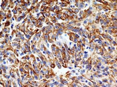 Immunohistochemistry-Paraffin: SLC31A1/CTR1 Antibody (5E6.1B4) - BSA Free [NBP2-36573]