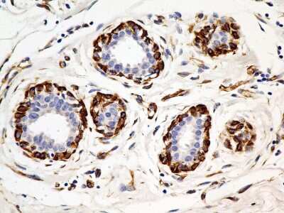 Immunohistochemistry-Paraffin: SLC31A1/CTR1 Antibody (5E6.1B4) - BSA Free [NBP2-36573]