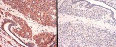 Immunohistochemistry: SLC31A1/CTR1 Antibody [NB100-402]