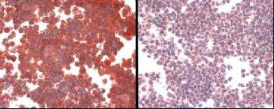 Immunohistochemistry: SLC31A1/CTR1 Antibody [NB100-402]