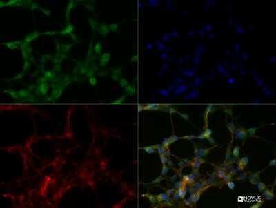 Immunocytochemistry/ Immunofluorescence: SLC34A1 Antibody (10B1.3E9) - Azide and BSA Free [NBP2-80953]
