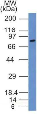 Western Blot: SLC34A1 Antibody (10B1.3E9)Azide and BSA Free [NBP2-80953]