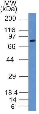 Western Blot: SLC34A1 Antibody (10B1.3E9)BSA Free [NBP2-42216]