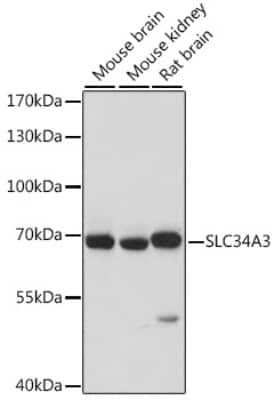 Western Blot: SLC34A3 AntibodyAzide and BSA Free [NBP2-93939]