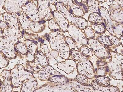 Immunohistochemistry-Paraffin: SLC35A3 Antibody [NBP2-98629]